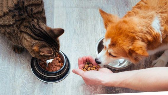 Nên nhập nguồn hàng sỉ thức ăn chó mèo ở đâu uy tín nhất?